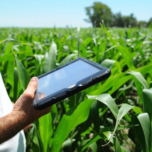 monitoreo-de-plagas-en-cultivos