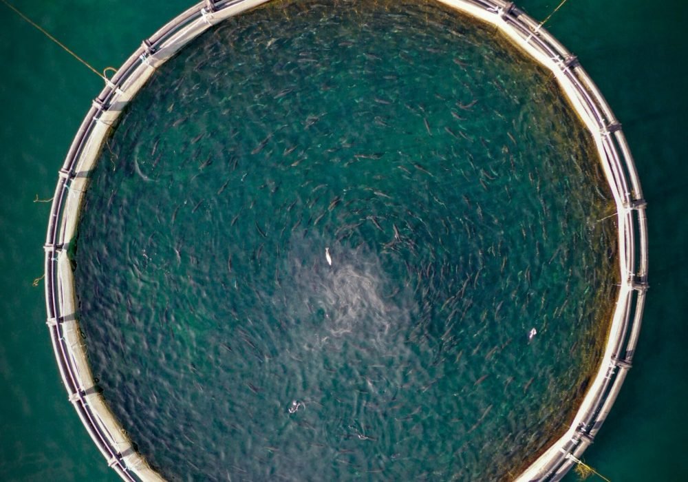 pexels-abdurrahman-tepe-255076391-15007759